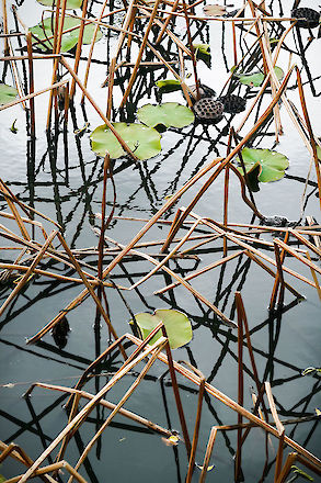 A placid pond in Kyoto, Japan | © Matt Giraud Photography