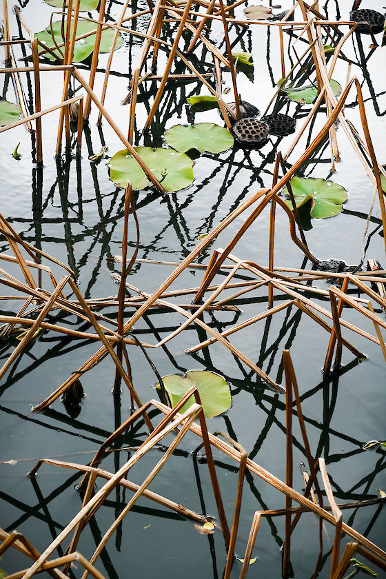 A placid pond in Kyoto, Japan | © Matt Giraud Photography