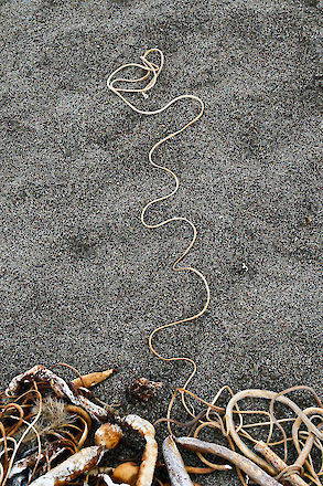 Kelp tendril on a beach at Point Reyes, California | © Matt Giraud Photography