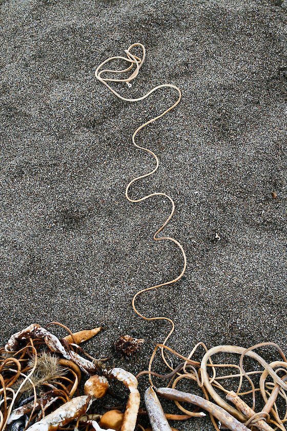 Kelp tendril on a beach at Point Reyes, California | © Matt Giraud Photography