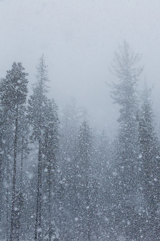 Heavy snowfall and receding trees, Odell Lake Oregon | © Matt Giraud Photography