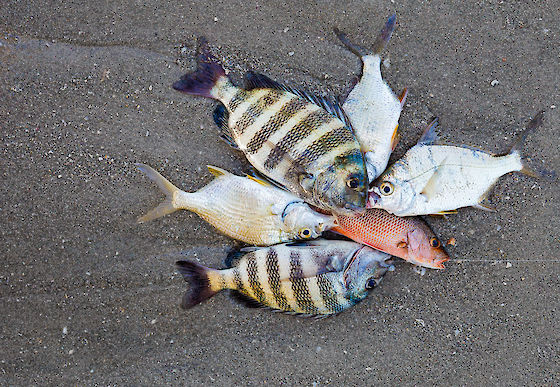 Fish dinner, Sanibel Island viaduct, Florida | © Matt Giraud Photography
