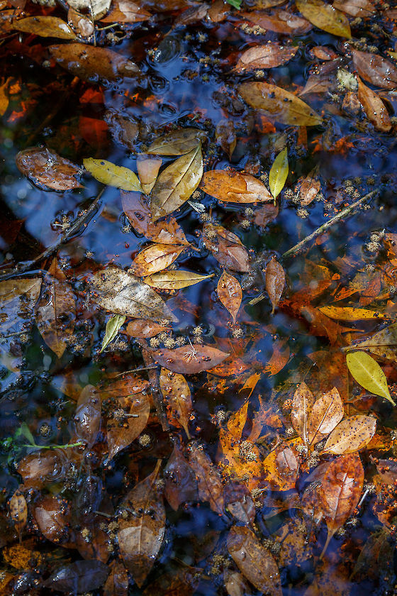 Sanibel River refractions, SCCF, Sanibel Island Florida | © Matt Giraud Photography