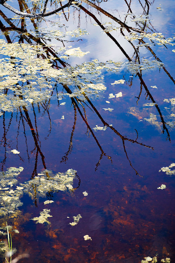 Sanibel River refractions, SCCF, Sanibel Island Florida | © Matt Giraud Photography