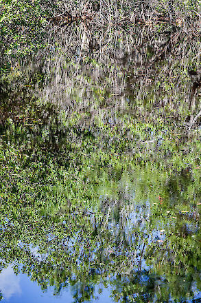 Sanibel River refractions, SCCF, Sanibel Island Florida | © Matt Giraud Photography