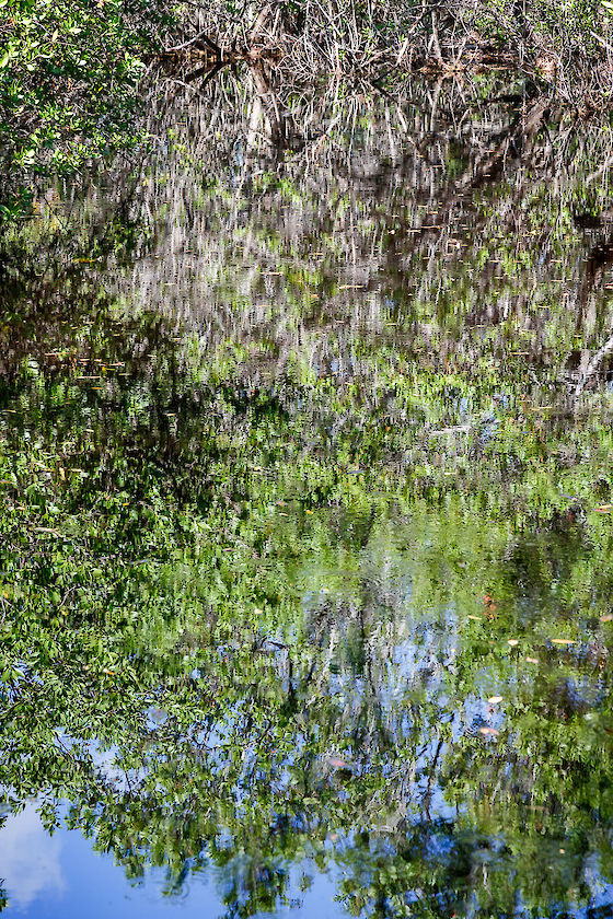 Sanibel River refractions, SCCF, Sanibel Island Florida | © Matt Giraud Photography