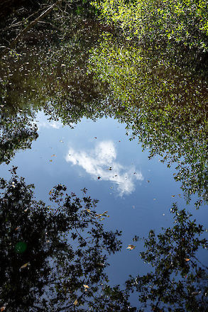 Sanibel River refractions, SCCF, Sanibel Island Florida | © Matt Giraud Photography