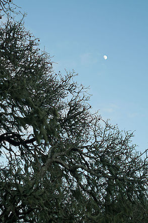 Trees worshipping the moon, Point Reyes, California | © Matt Giraud Photography