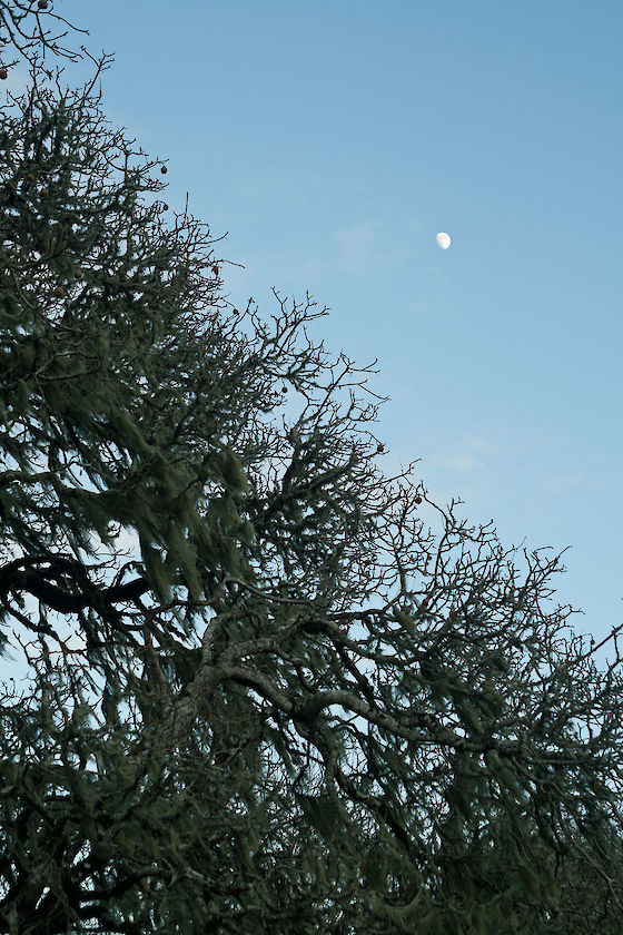 Trees worshipping the moon, Point Reyes, California | © Matt Giraud Photography